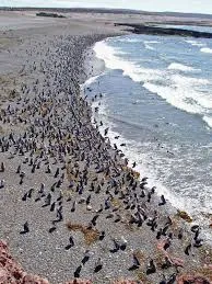 Punta Tombo Penguin Reserve - Full day tour
