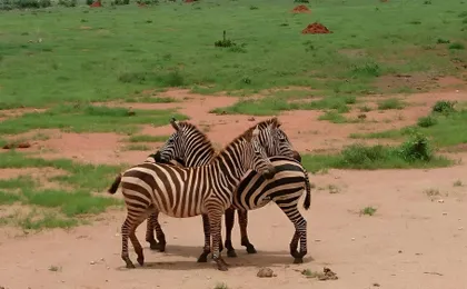 Tsavo East Safari with Overnight Stay at Ashnil Aruba Lodge