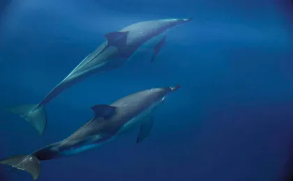 Exclusive Dolphin Cove Ocho Rios tour