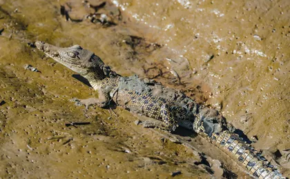 Spectacular Jumping Crocodile Cruise on the Adelaide River