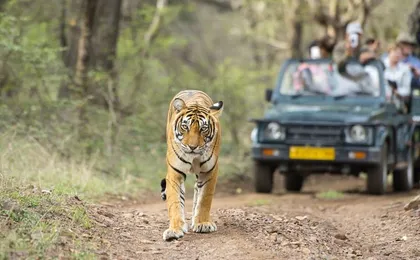 2 Days: Ranthambore Tiger Safari From Jaipur With Drop At Agra