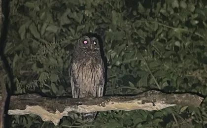 Night Walk Tour Monteverde