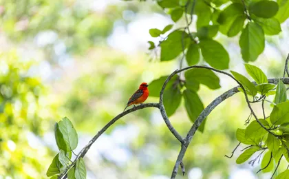 Mauritius half-day tour with Pamplemousse Garden and Port Louis