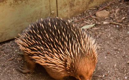Puffing Billy and Healesville Sanctuary scenic bus tour