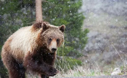 Summer and fall wildlife sunset safari from Jackson Hole