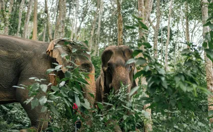 Half day elephant encounter from Phuket