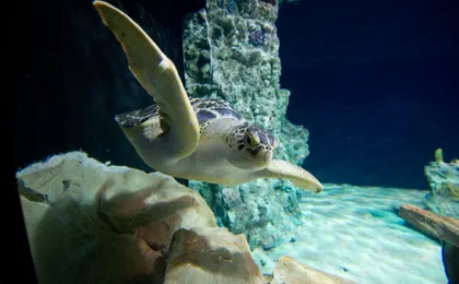 Tickets for aquarium of Livorno