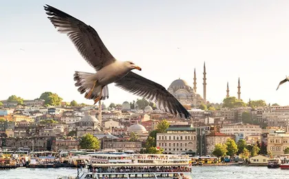 Turkey Istanbul Half Day Group Tour with Experienced Guide Line D
