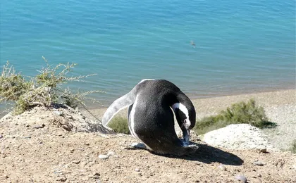 Peninsula Valdes and sea lions reserve tour from Puerto Madryn