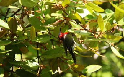 Desaru Coast birdwatching guided experience