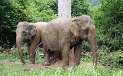 Koh Samui Elephant Experience