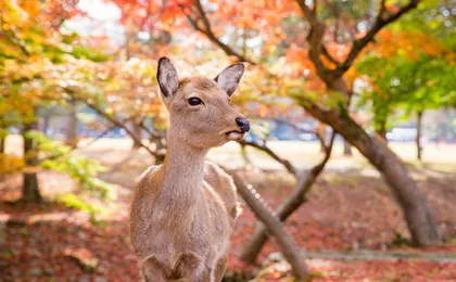 1-day tour to Kyoto and Nara Park from Osaka