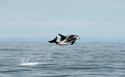 Whale Watching in Husavik
