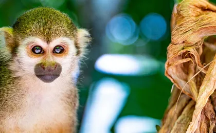 Monkeyland Safari and Countryside Home Visit