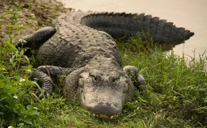Everglades airboat adventure tour with transportation