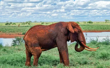 Two-day Chobe safari and Victoria Falls escape