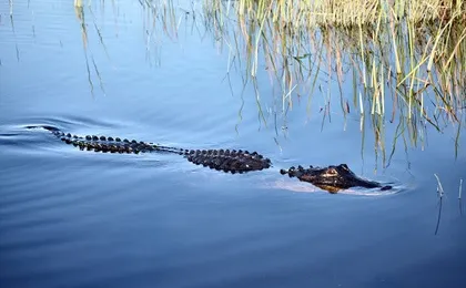 Everglades admission ticket with airboat ride and wildlife show