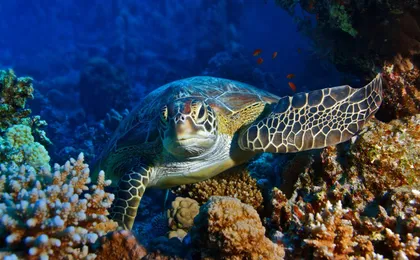Tickets for aquarium of Livorno
