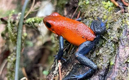 Guanacaste Wildlife Tour
