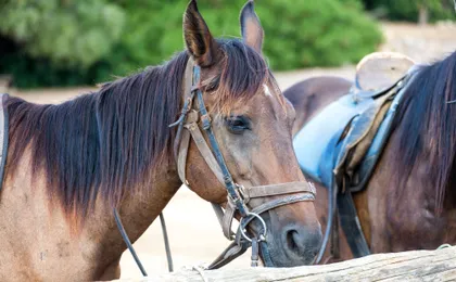Menorca’s Camí de Cavalls coastal horse-riding tour