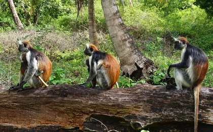 Private Stone Town & Spice Farm Tour
