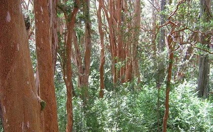Half day tour: Victoria Island & Arrayanes Forest