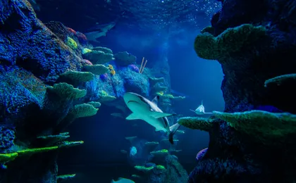 Sea Life Sydney Aquarium Tickets