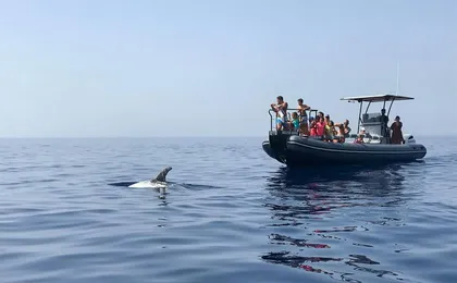 Dolphin watching boat tour in in Taranto