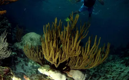 Snorkelling with turtles and cenote swim in Riviera Maya