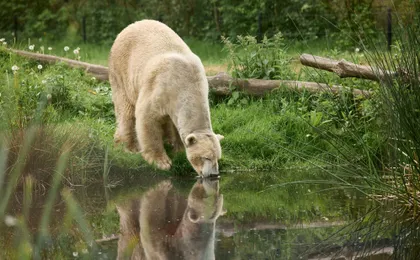 Entry ticket to the AquaZoo wildlife park in Leeuwarden
