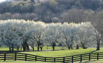 Natchez Trace Parkway Self-Guided Driving Audio Tour