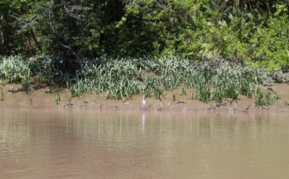 Jungle river cruise at Palo Verde National Park