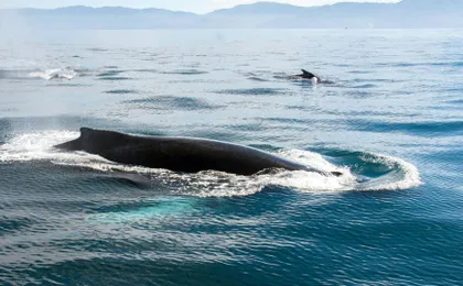 Puerto Vallarta whale-watching catamaran tour