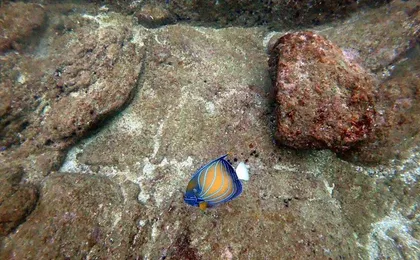 Scuba Diving in Unawatuna