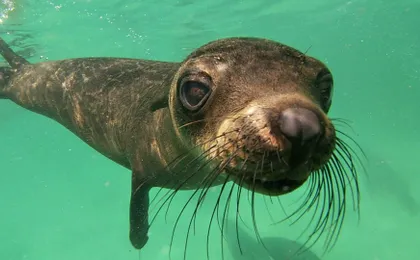 Swim with seals in Plettenberg Bay