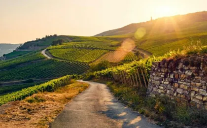 Luxury Wine Day Trip to Loire Valley with Tastings and Michelin lunch