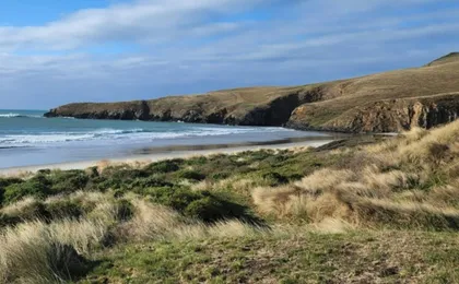 Penguin Habitat and Rehabilitation Centre Guided Tour in Dunedin