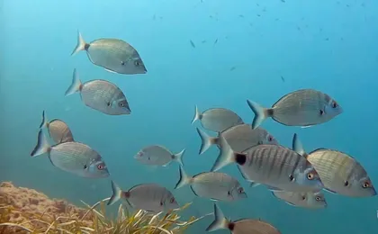 Zodiac boat tour and snorkelling at Isla del Fraile from Águilas
