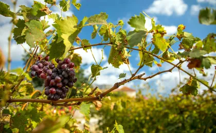 Konavle Valley wine-tasting tour with scenic train ride