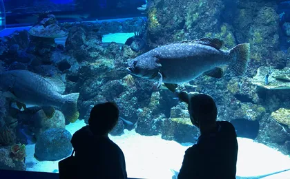 Cairns Aquarium admission ticket