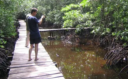 Private Full-Day: Dolphin & Monkey Jungle Adventure