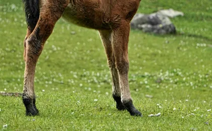 Peneda-Gerês 4x4 tour with horse riding experience
