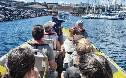 Whale watching in Terceira