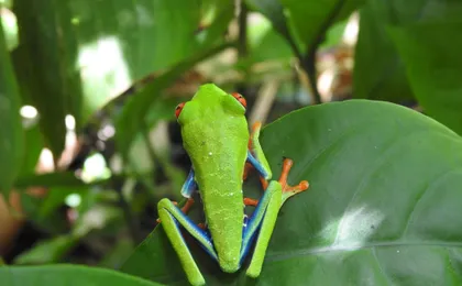 Guanacaste Wildlife Tour