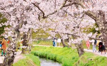 1-day tour to Mount Fuji, Oshino Hakkai with outlets or hot springs