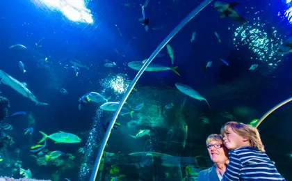 Entrance tickets to discover Speyer Sea Life aquarium