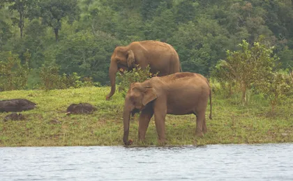 Kerala Tea Estate, Backwater & Marari Beach Tour