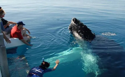 Mirissa Whale Watching Tour From Koggala
