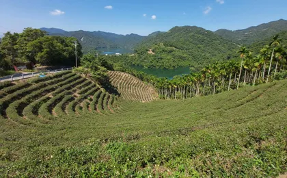 Pinglin Tea Culture and Maokong Day Tour from Taipei