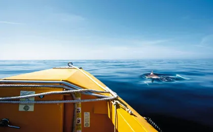 Exclusive Dolphin Cove Ocho Rios tour